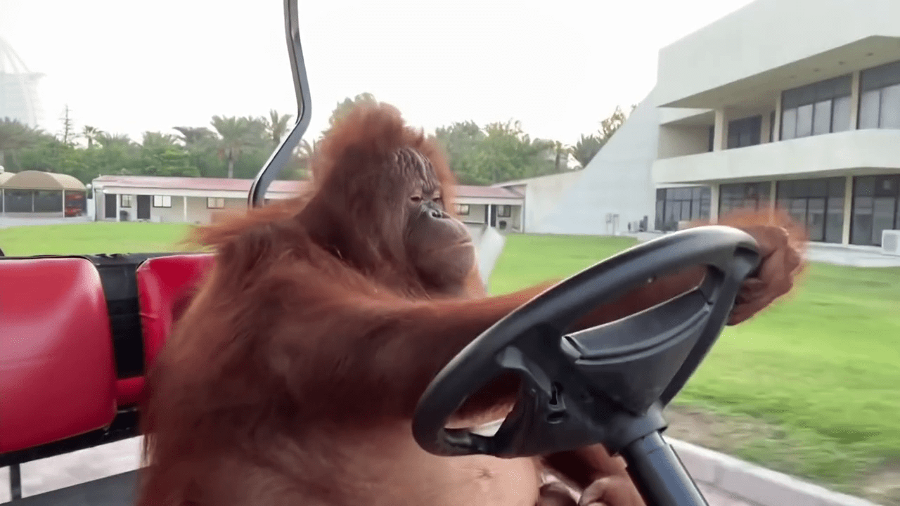 vlcsnap-2022-01-10-15h03m31s258